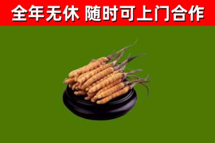 涪城回收冬虫夏草